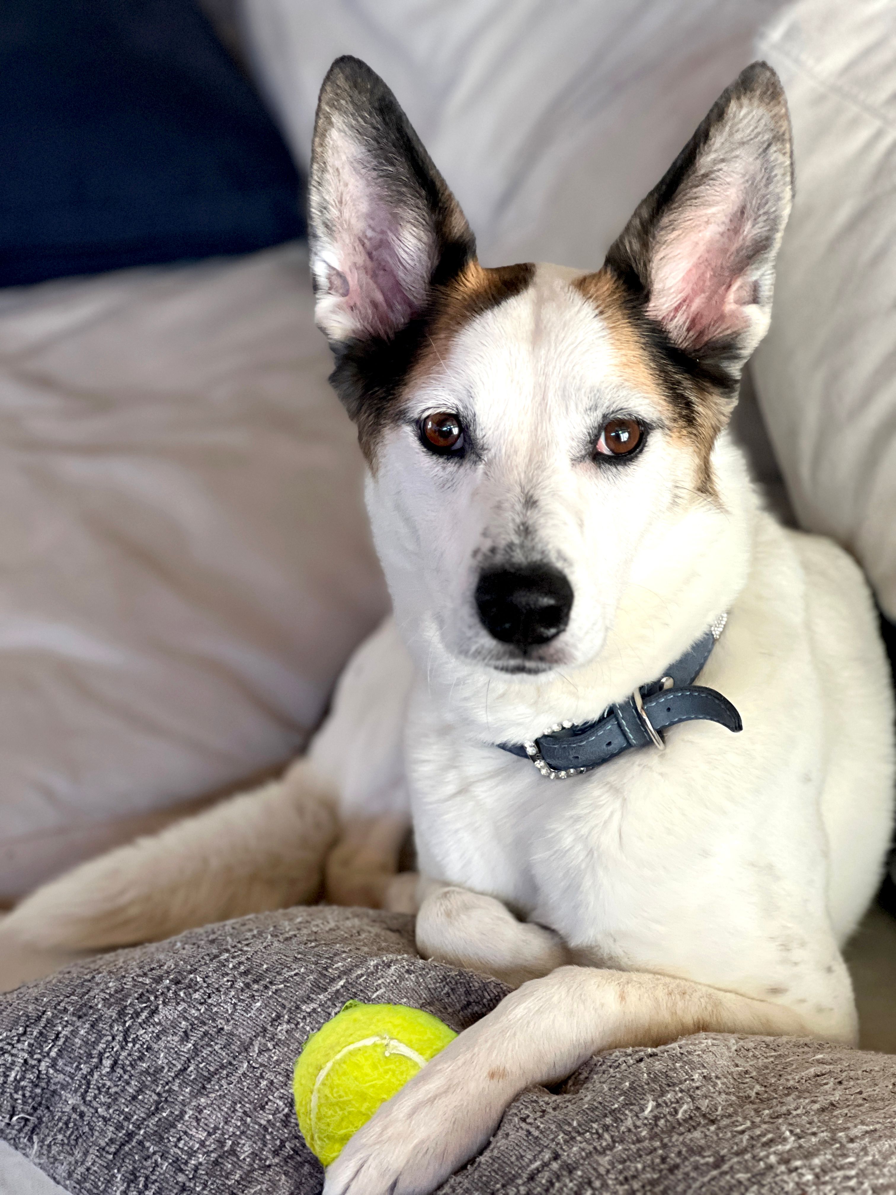 iamgen de un perro hermoso acostado en un sofa