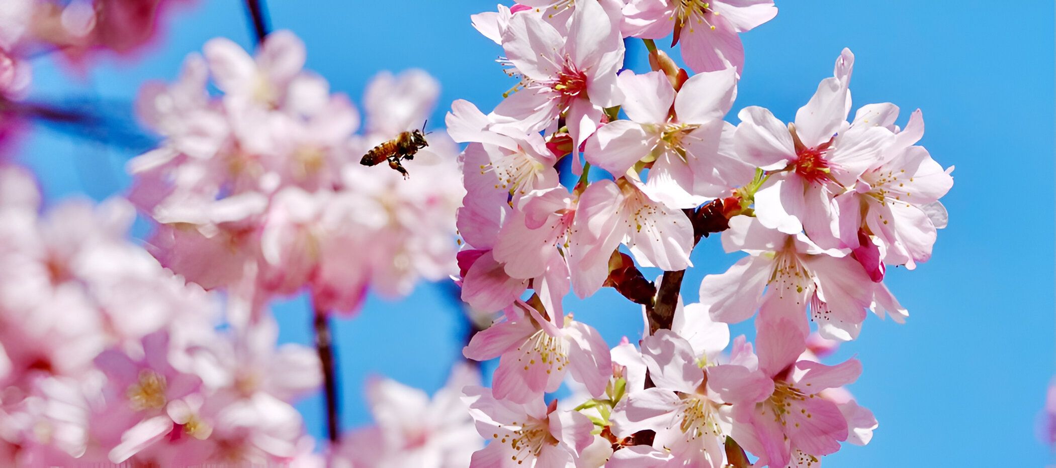 imagen del header de la pagina pricing, es un templates grande